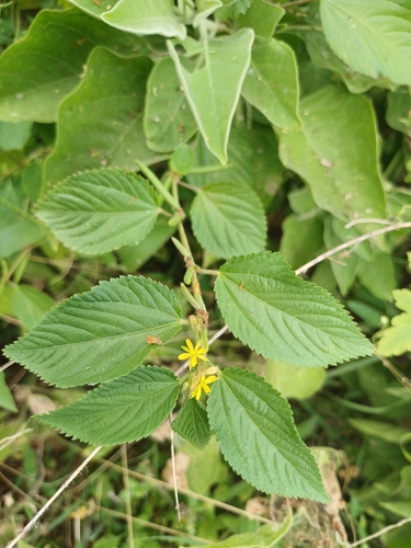 Corchorus urticifolius