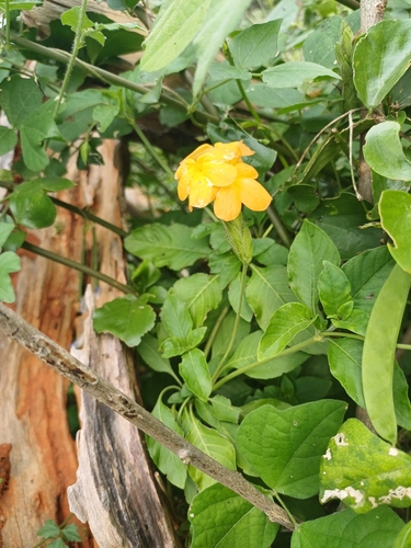 Foto de Afelandra