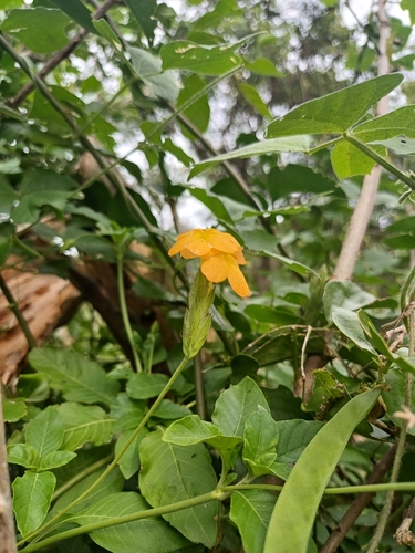 Foto de Afelandra