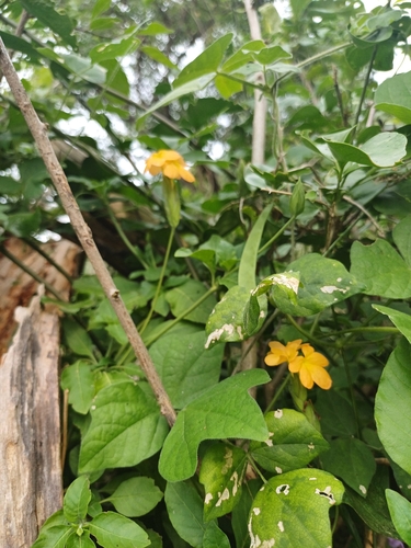 Foto de Afelandra