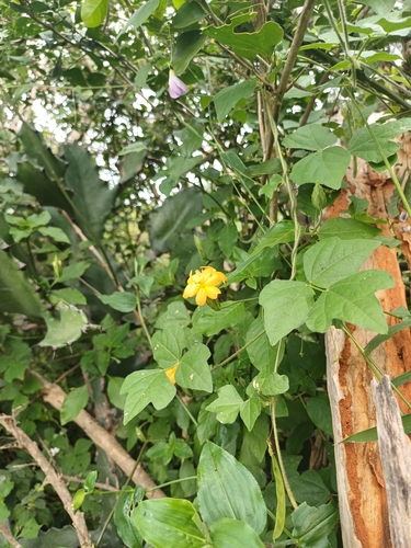 Foto de Afelandra