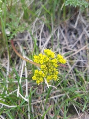 Lomatium dissectum