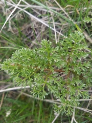 Lomatium dissectum