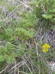 Lomatium dissectum