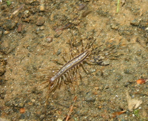 Scutigera coleoptrata