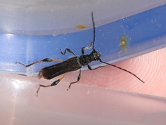 Callimoxys fuscipennis