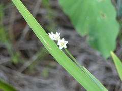 Sisyrinchium albidum