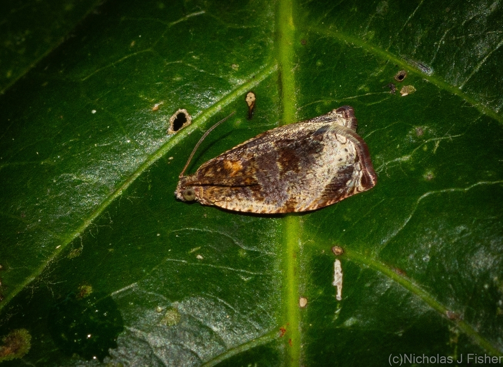 Sycacantha placida