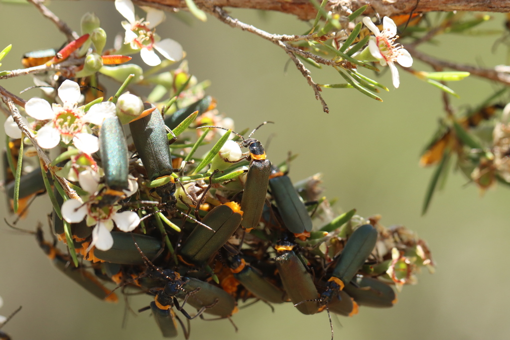 Plague Soldier Beetle from Blue Mountains NSW, Australia on December 23