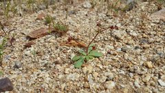 Centrostegia thurberi