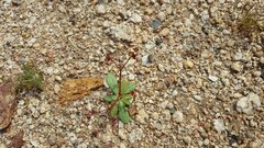 Centrostegia thurberi