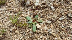 Centrostegia thurberi