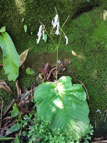 Image of Streptocarpus grandis by (c) Ferncliffe forest wilding, some rights reserved (CC BY)