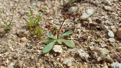 Centrostegia thurberi