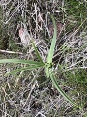 Melanthieae