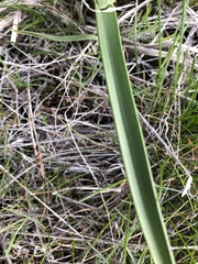 Melanthieae