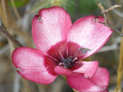 Linum grandiflorum