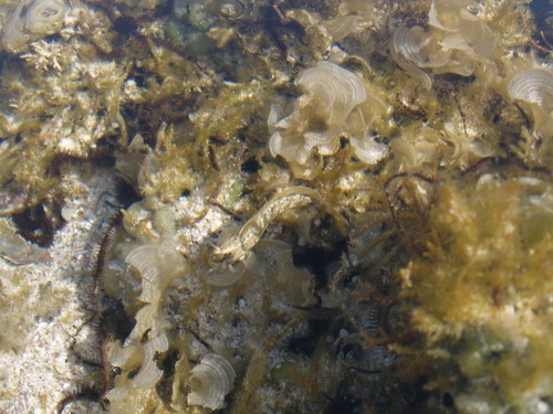 Istiblennius rivulatus — seen at this dive site