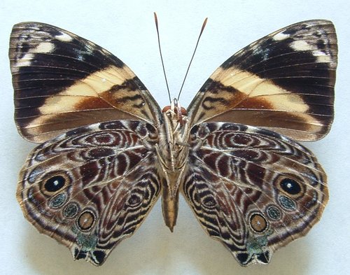Smyrna blomfildia datis