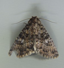 Condica aroana