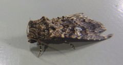 Condica aroana