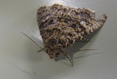 Condica aroana