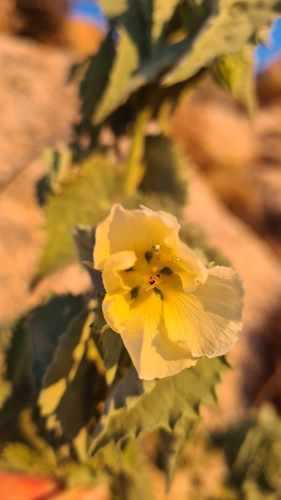 Image of Abutilon pycnodon by (c) Petra Holland, some rights reserved (CC BY)