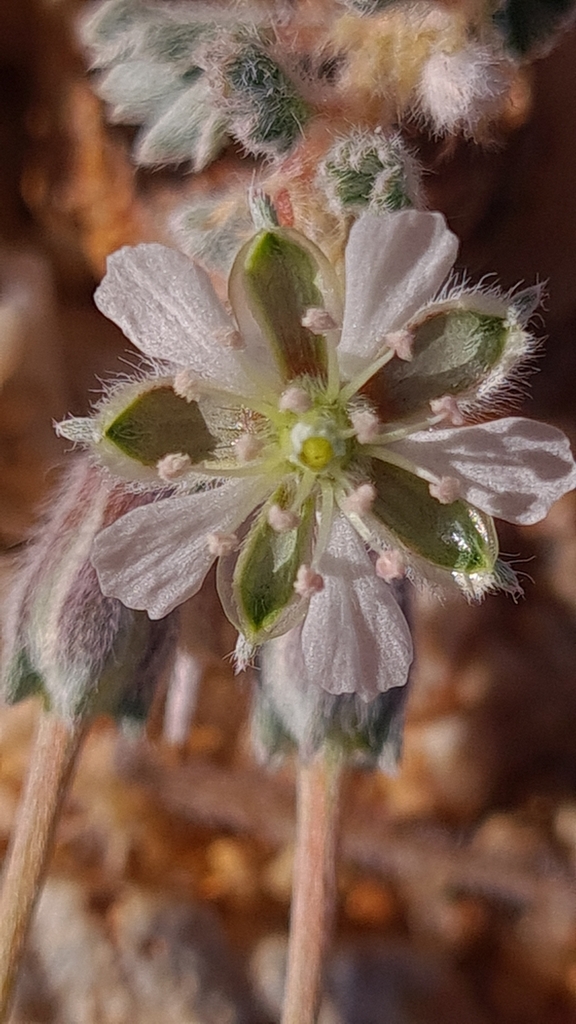 Monsonia deserticola, Karas Region, Namibia