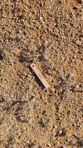 Monsonia deserticola