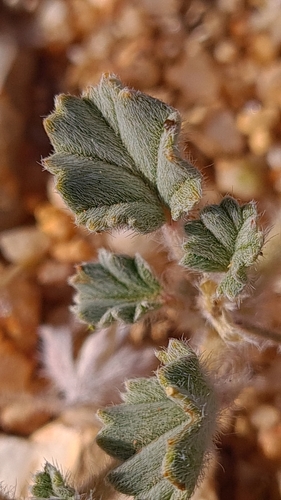Monsonia deserticola