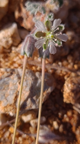 Monsonia deserticola