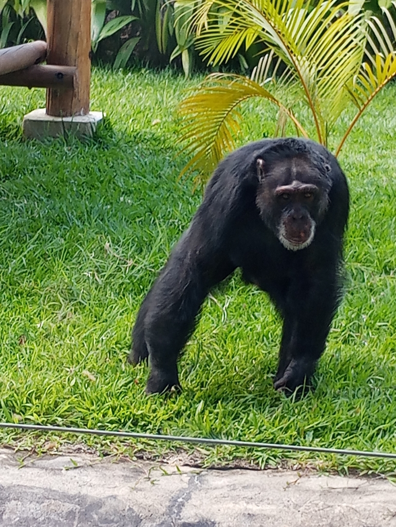 Chimpanzee In January 2024 By John Jaime Acevedo Rold N INaturalist   Large 