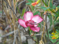 Linum grandiflorum