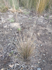 Austrostipa stipoides