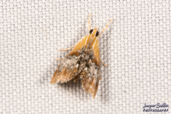 Glaphyriinae