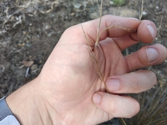 Austrostipa stipoides