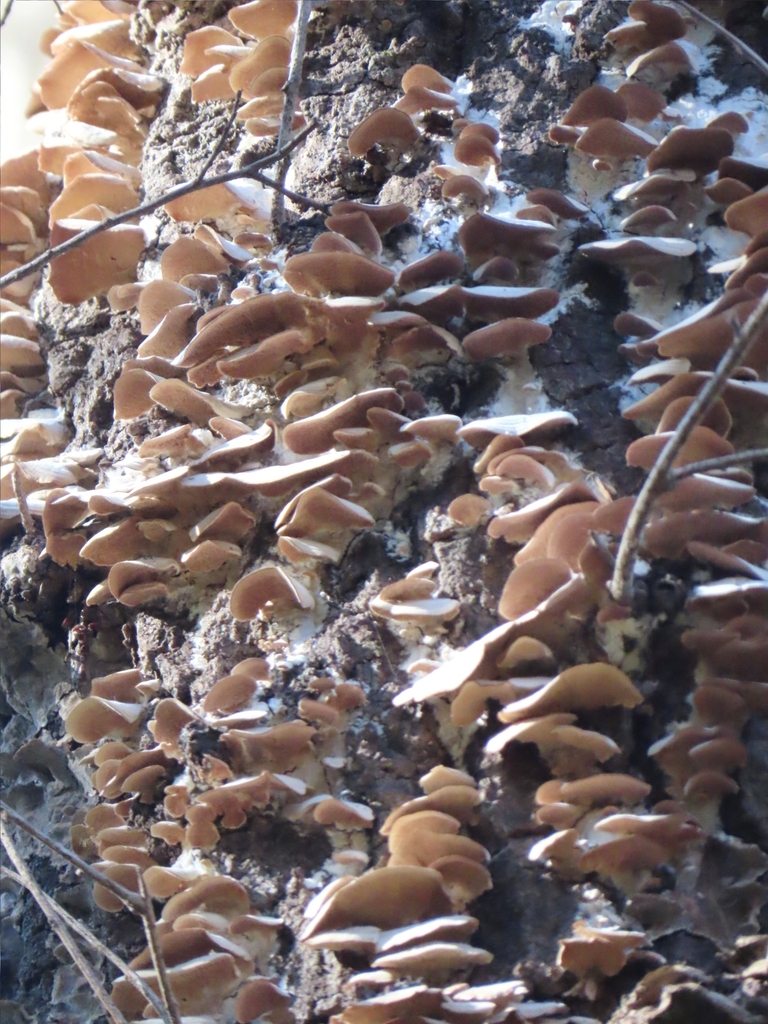 Trichaptum biforme · January 2024 · photo: © mami_t_t (iNaturalist, cc-by)