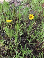 Pentachaeta aurea aurea