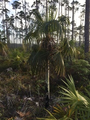 Coccothrinax argentata