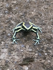 Dendrobates truncatus