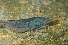 Caridina serrata