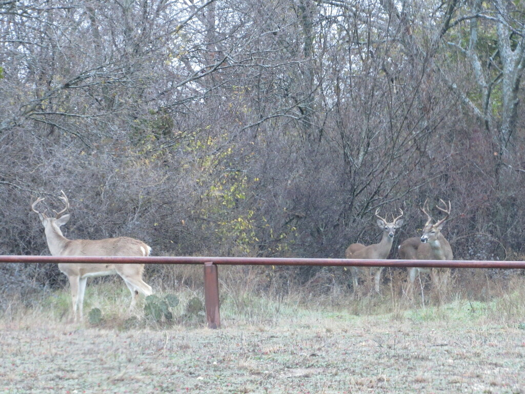 White Tailed Deer In January 2024 By Chris Acree INaturalist   Large 