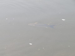 Crenimugil crenilabis