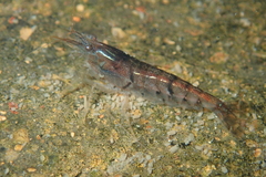 Caridina serrata
