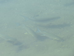 Crenimugil crenilabis