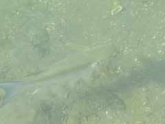 Crenimugil crenilabis