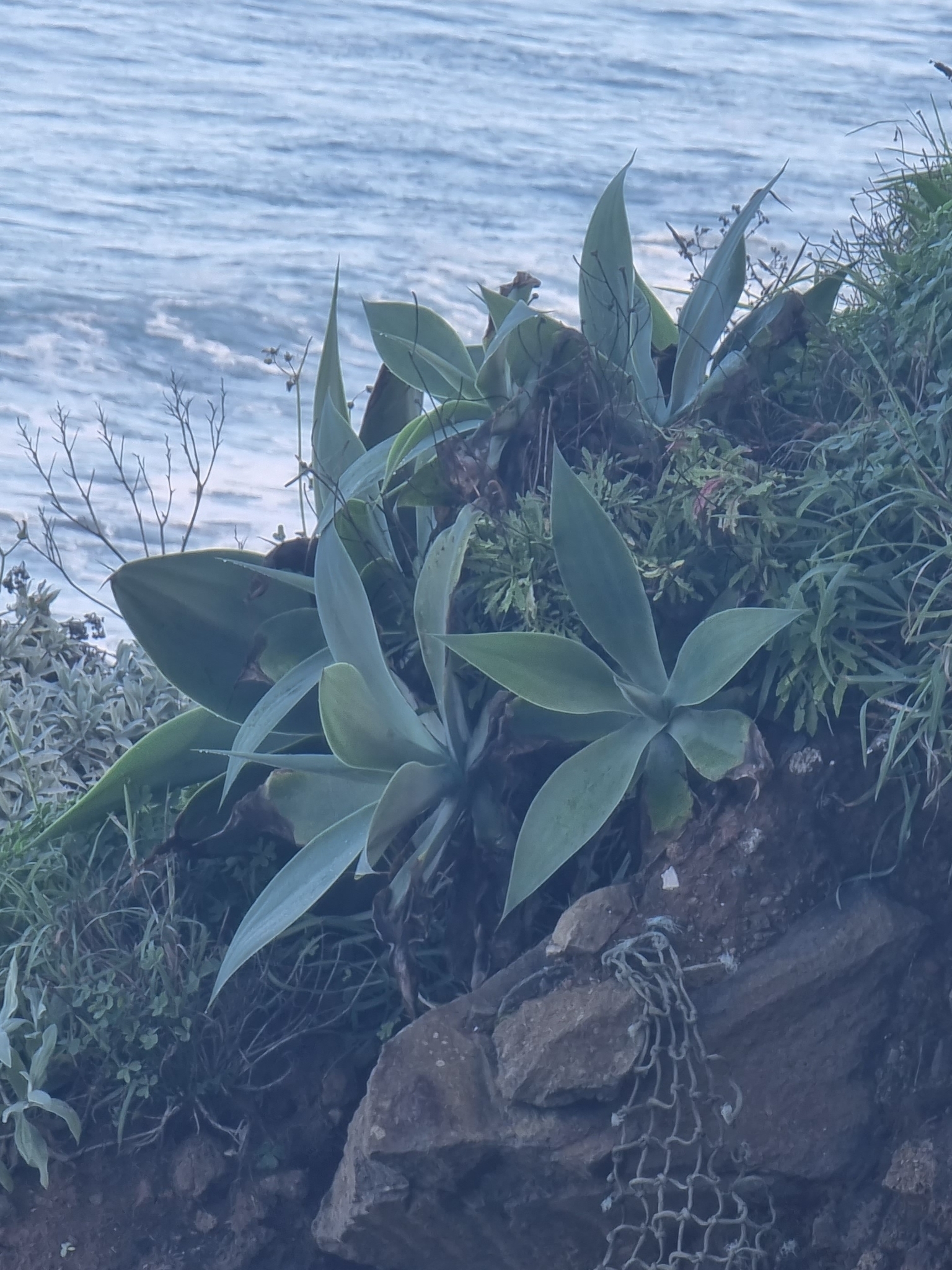 Agave-dragão