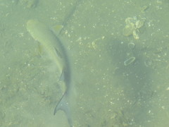 Crenimugil crenilabis