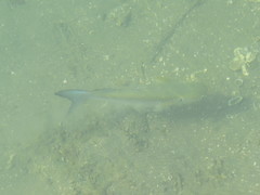 Crenimugil crenilabis