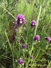 Castilleja densiflora gracilis